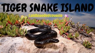 Tiger Snake Island  SNAKES EVERYWHERE [upl. by Eisele]