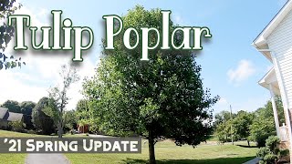 Spring 2021 Update  Tulip Poplar Trees  Liriodendron tulipifera [upl. by Anglo]