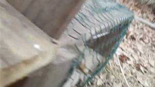 homemade squirrel trap how to make [upl. by Abijah]