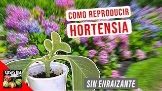 COMO REPRODUCIR HORTENSIAS POR ESQUEJE  FACIL  EL MEJOR METODO [upl. by Bigner755]