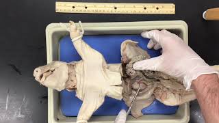 Fetal Pig Dissection [upl. by Barber721]