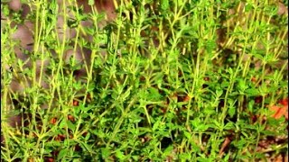 How to Grow Thyme from Seeds [upl. by Chiquia564]