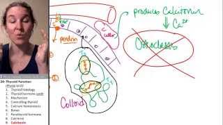 Thyroid 9 Calcitonin [upl. by Il]