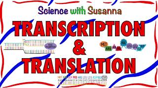 Protein Synthesis Transcription and Translation [upl. by Idzik713]