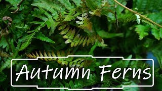 Autumn Ferns [upl. by Nosyarg]