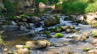 Gentle Birdsong amp Babbling Brook 💦 Soothing Forest Sounds [upl. by Aivekahs]