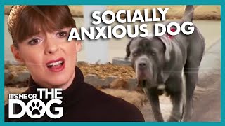 How To Help Dogs Socialize  Its Me Or The Dog [upl. by Roydd]