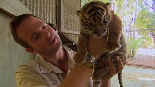 What Happens When Tigers Meet Humans  BBC Earth [upl. by Yvon]