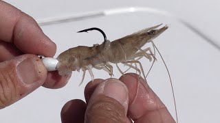 How To Hook Shrimp The CORRECT Way [upl. by Dunlavy857]