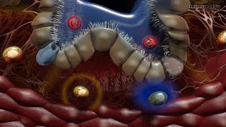 Immunology of the Lung [upl. by Nednil183]