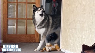 Husky Came Husky SANG Husky Left  Dramatic Dog [upl. by Black]