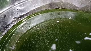 DAPHNIA MOINA CULTURE IN A SMALL BUCKET [upl. by Psyche264]