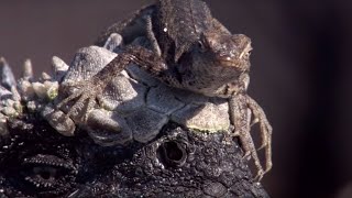 Weirdest Animal Relationships  Top 5  BBC Earth [upl. by Raff]