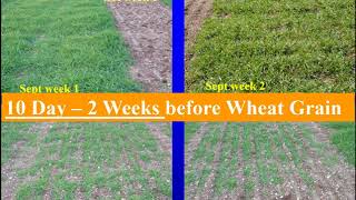 Establishing High Yield Winter Triticale 2017 [upl. by Ttreve625]