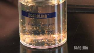 How to Care for Daphnia [upl. by Nashbar741]