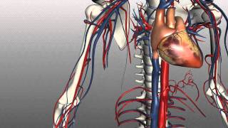 Cardiovascular  Tunic Layers amp Types of Capillaries [upl. by Nyrhtac]