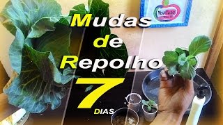 Como Plantar Repolho Fazer Mudas do Repolho1 SIMPLES E RAPIDO [upl. by Ludba]