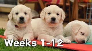 Golden Retriever Puppy Dogs Growing Weeks 112 [upl. by Suiramad]