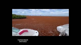 2022 Sargassum  Cayman Islands [upl. by Droc]