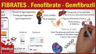 Pharmacology CVS 31 Antihyperlipidemic Drugs  3 Fibrates  Fenofibrate  Gemfibrozil [upl. by Tannenbaum]