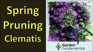 Pruning Clematis in Spring for Maximum Flowers [upl. by Templas]