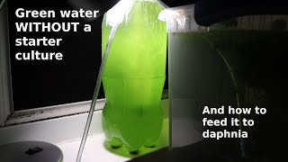 Green Water WITHOUT a Starter Culture  From Scratch  How To [upl. by Iviv]