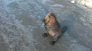 Talking Beaver on the Highway [upl. by Earized]