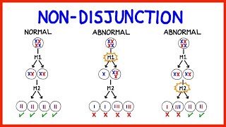 Chromosomal Abnormalities Aneuploidy and NonDisjunction [upl. by Llednik]