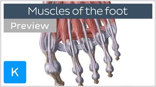 Muscles of the foot preview Human Anatomy  Kenhub [upl. by Kobylak397]