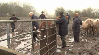 20 ponies rescued from a life of misery [upl. by Minsat]