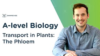 Transport in Plants The Phloem  Alevel Biology  OCR AQA Edexcel [upl. by Haodnanehs627]