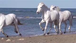 White horses running good luck vastu [upl. by Ardelle]