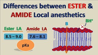 Ester vs Amide Local Anesthetics  How they differ [upl. by Chemarin]