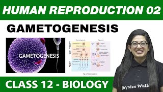 Human Reproduction 02  Gametogenesis  Class 12 NCERT [upl. by Frankhouse]