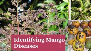 Identifying Major Diseases Of Mangoes [upl. by Silrak]