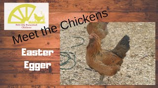 Meet the Chickens Ep 2 Easter Eggers [upl. by Aimar40]