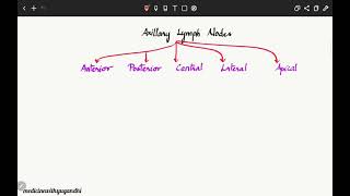 AXILLARY LYMPH NODESANATOMY [upl. by Pattani]