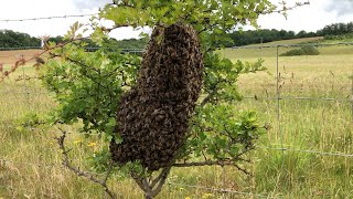 How To Catch amp Rehome A Swarm Of Bees With Cotswold Bees [upl. by Amy]