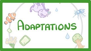 GCSE Biology  Adaptations 79 [upl. by Eniak]