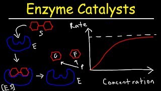 Enzymes  Catalysts [upl. by Rhynd121]