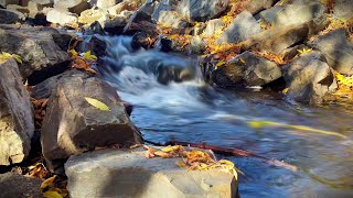 Autumn Stream Sounds A Tranquil Soundscape for Relaxation amp Study [upl. by Devona690]