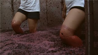 Harvest Wine Grape  Amazing Grape Factory  Traditional Wine Making Processing [upl. by Thornie125]