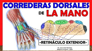 🥇 CORREDERAS DORSALES DE LA MANO Retináculo Extensor Compartimientos [upl. by Dillie]