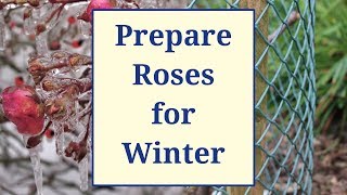 Prepare Roses for Winter [upl. by Eeram]