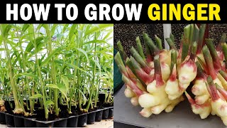 How to Grow Ginger at Home  Ginger Farming at Home  Protray Ginger Farming [upl. by Deys523]