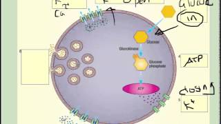 Insulin secretion at cellular level beta cells  A2 Science [upl. by Jayne]