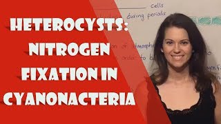 Heterocysts Nitrogen Fixation in Cyanonacteria [upl. by Behka]