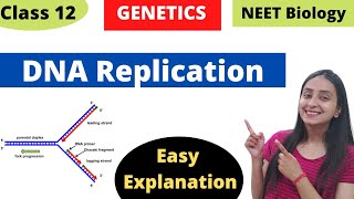 DNA Replication  Molecular Basis of Inheritance  Class 12 Genetics [upl. by Sidnak]