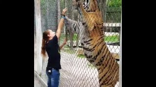 Siberian Tiger  The Largest Cat in the World  Compilation 1 [upl. by Lytsyrk]