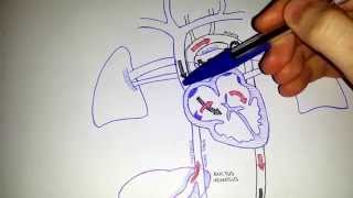 Fetal Circulation  Embryology [upl. by Georgeta]